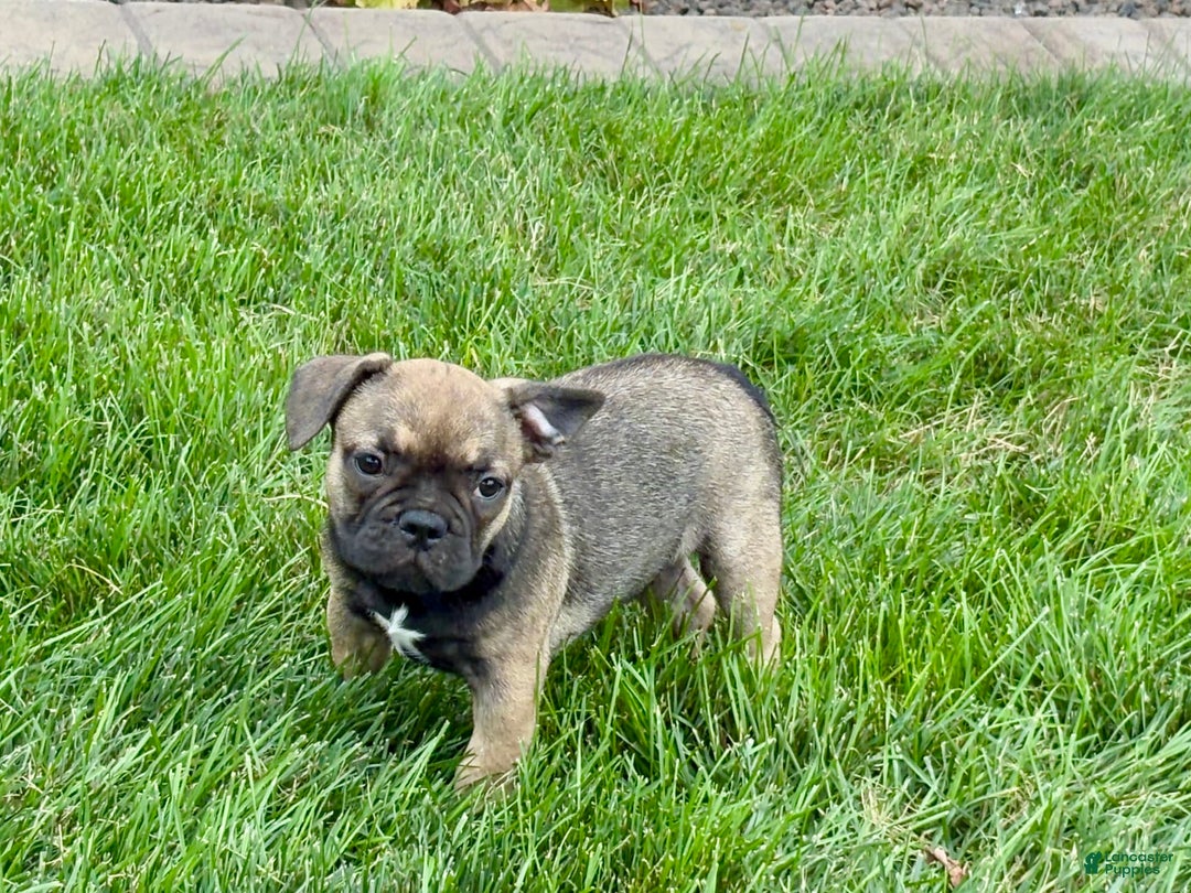 French Bulldog dogs for sale: Joy - Image 2
