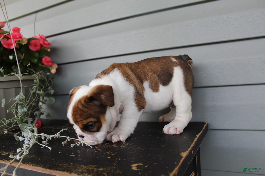 English Bulldog dogs for sale: Raisin - Image 6
