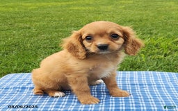 Cavapoo dogs for sale: Miles - Image 3
