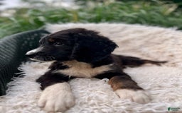 Bernedoodle dogs for sale: Ranger - Image 5