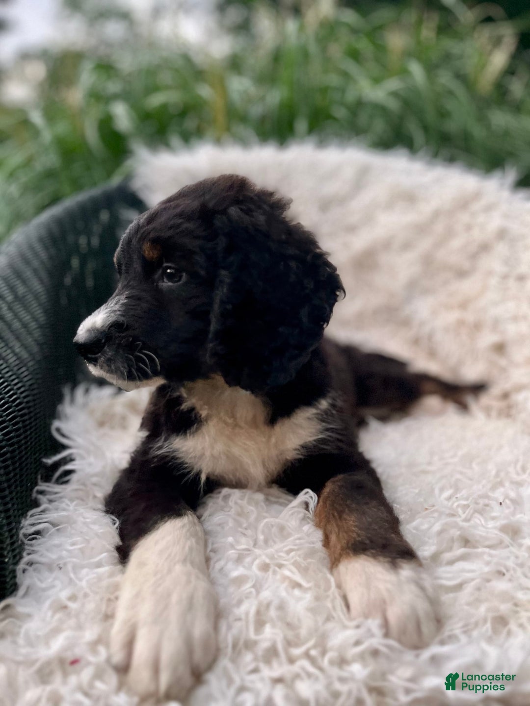 Bernedoodle dogs for sale: Ranger - Image 5