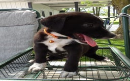 Border Collie dogs for sale: Taco - Image 3