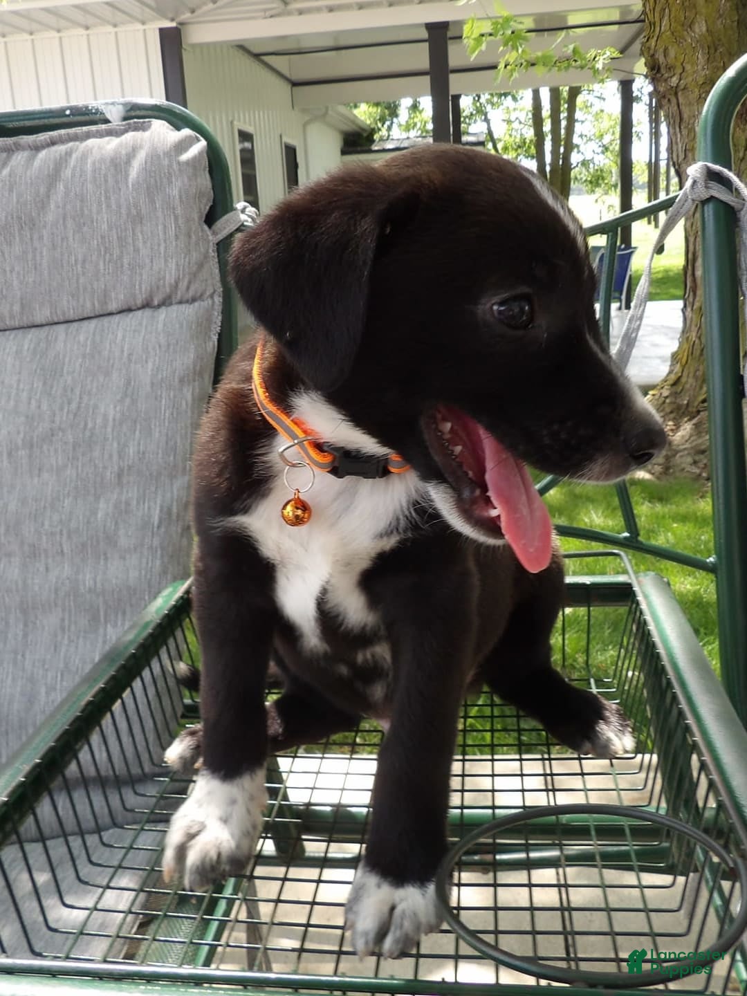 Border Collie dogs for sale: Taco - Image 3