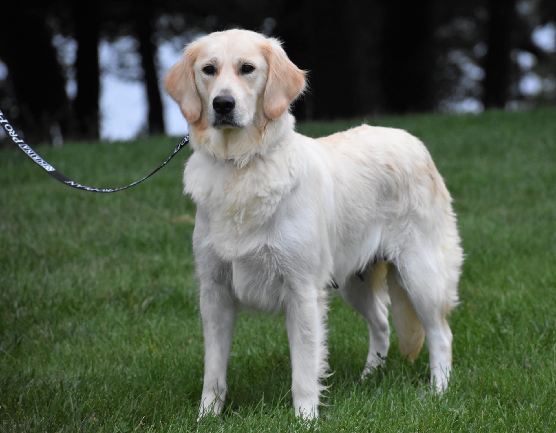 Golden Retriever dogs for sale: Tank - Image 5