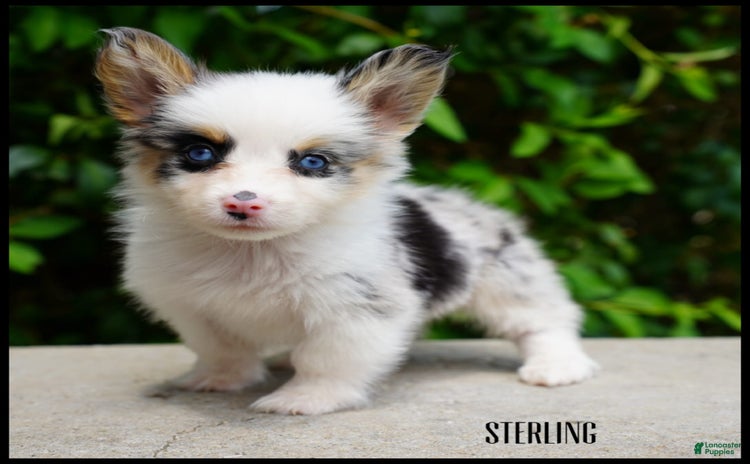 American Corgi dogs for sale - Ad 1