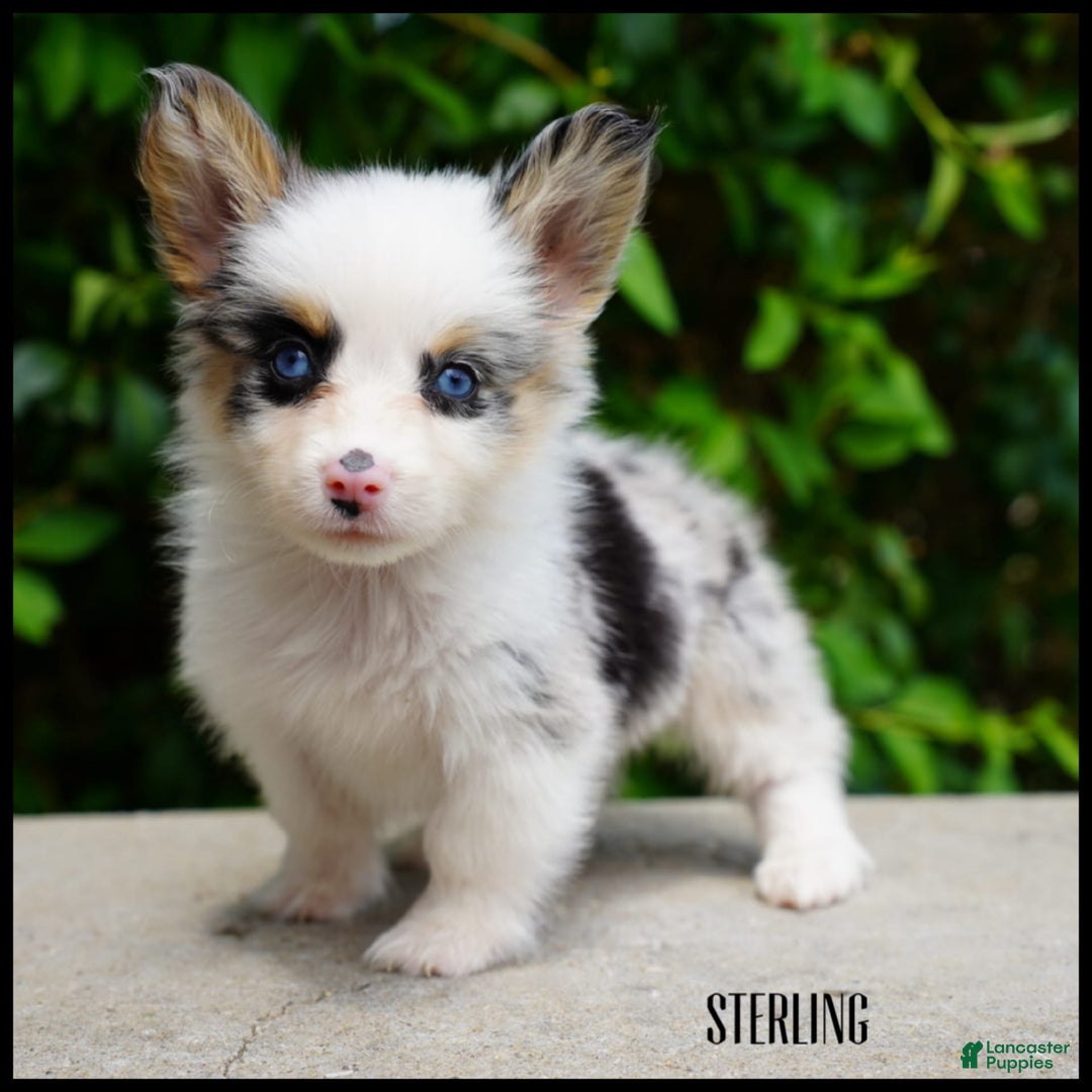 American Corgi dogs for sale: Sterling - Image 1