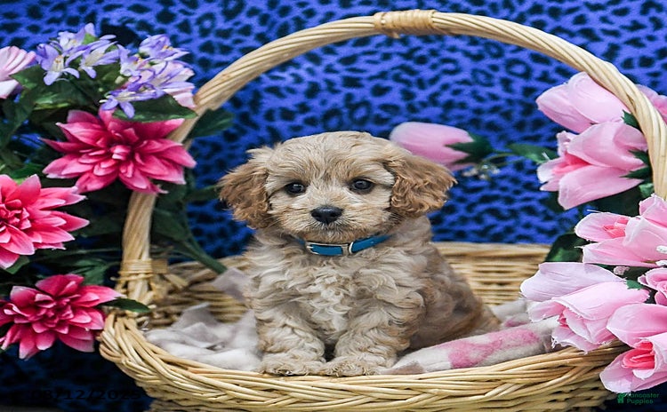 Cavapoo dogs for sale - Ad 2