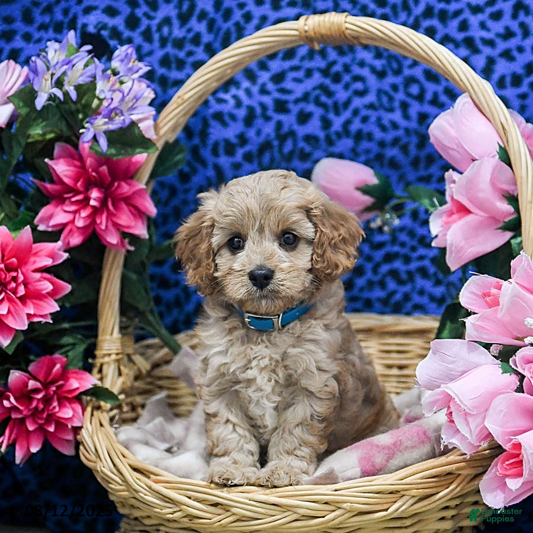 Cavapoo dogs for sale: Bailey - Image 1