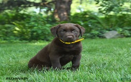 Labrador Retriever dogs for sale: Mocha - Image 2