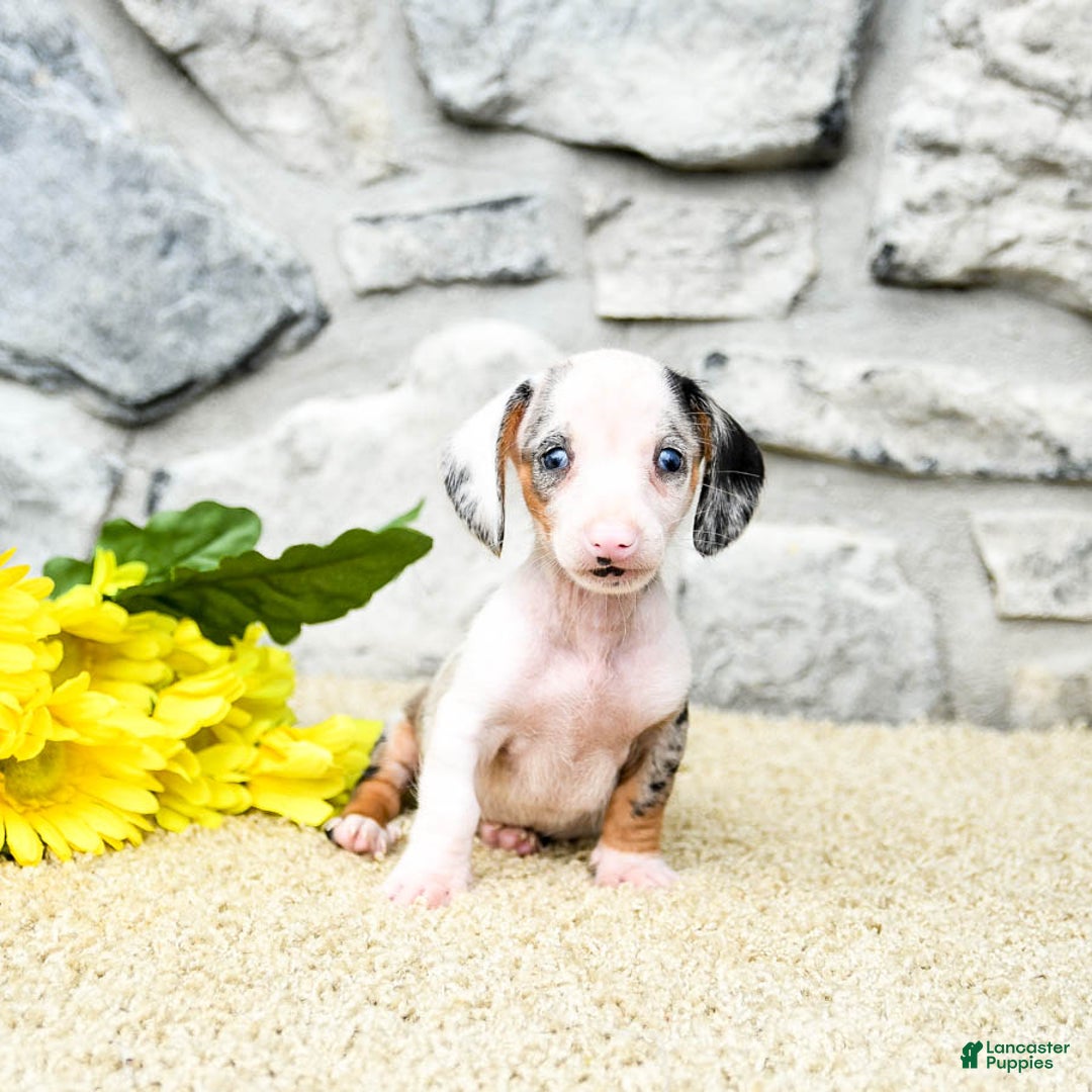 Miniature Dachshund dogs for sale: Zander - Image 4