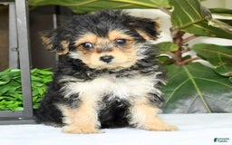 Yochon dogs for sale: Ricky - Image 1