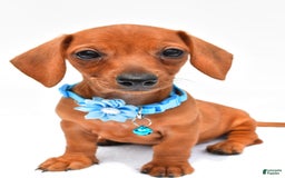 Miniature Dachshund dogs for sale: Isabella - Image 5