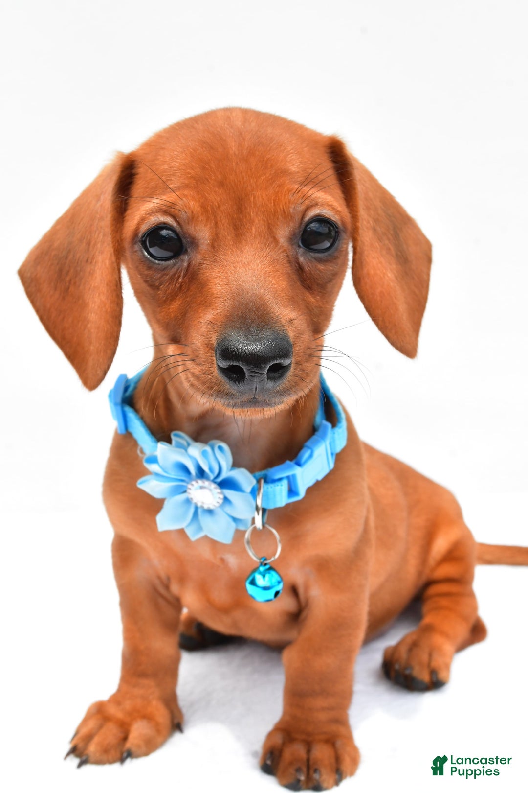 Miniature Dachshund dogs for sale: Isabella - Image 5