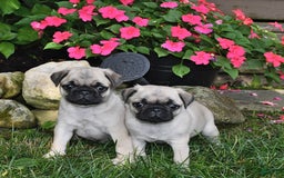 Pug dogs for sale: Sara - Image 1