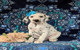 Dalmatian dogs for sale: Katrina - Image 3