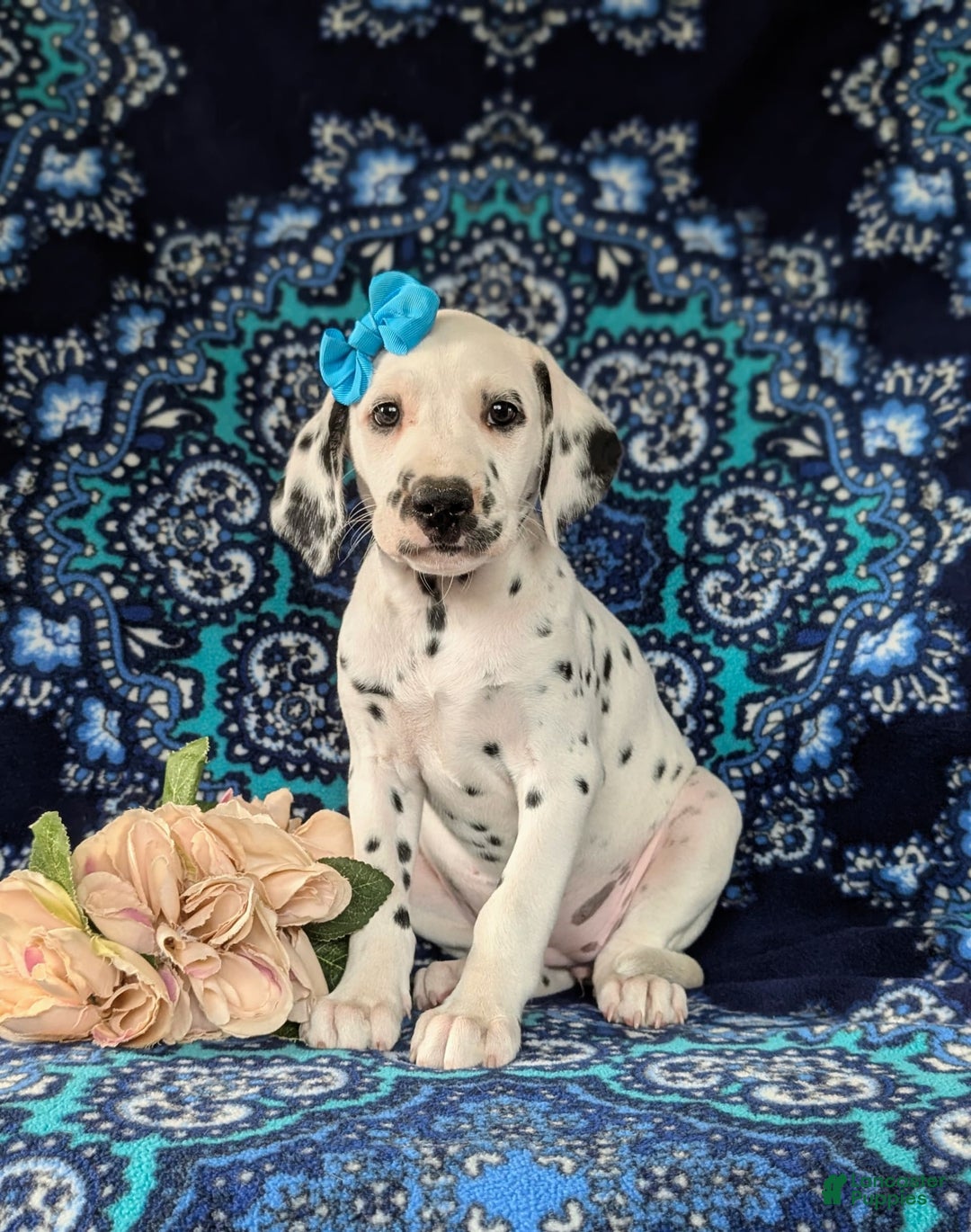 Dalmatian dogs for sale: Katrina - Image 3
