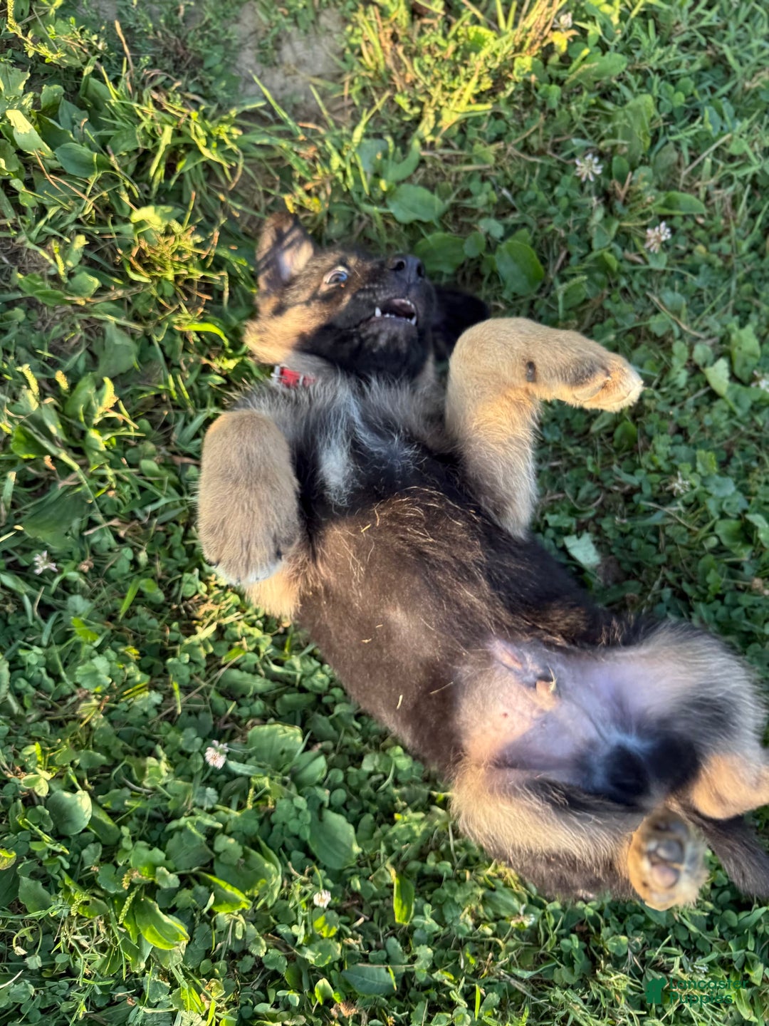 German Shepherd dogs for sale: Red - Image 7