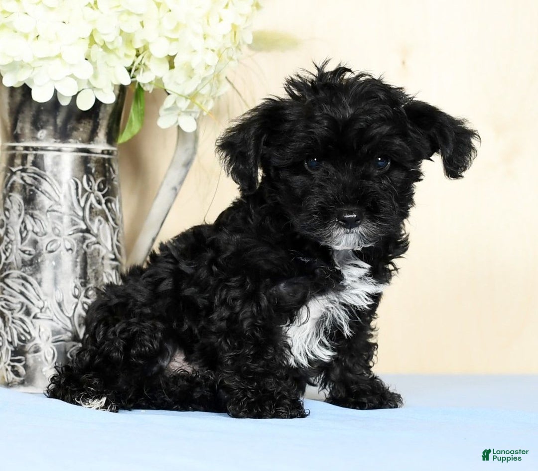 Yorkiepoo dogs for sale: Teddy - Image 3
