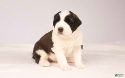 Saint Bernard dogs for sale: Holly - Image 4