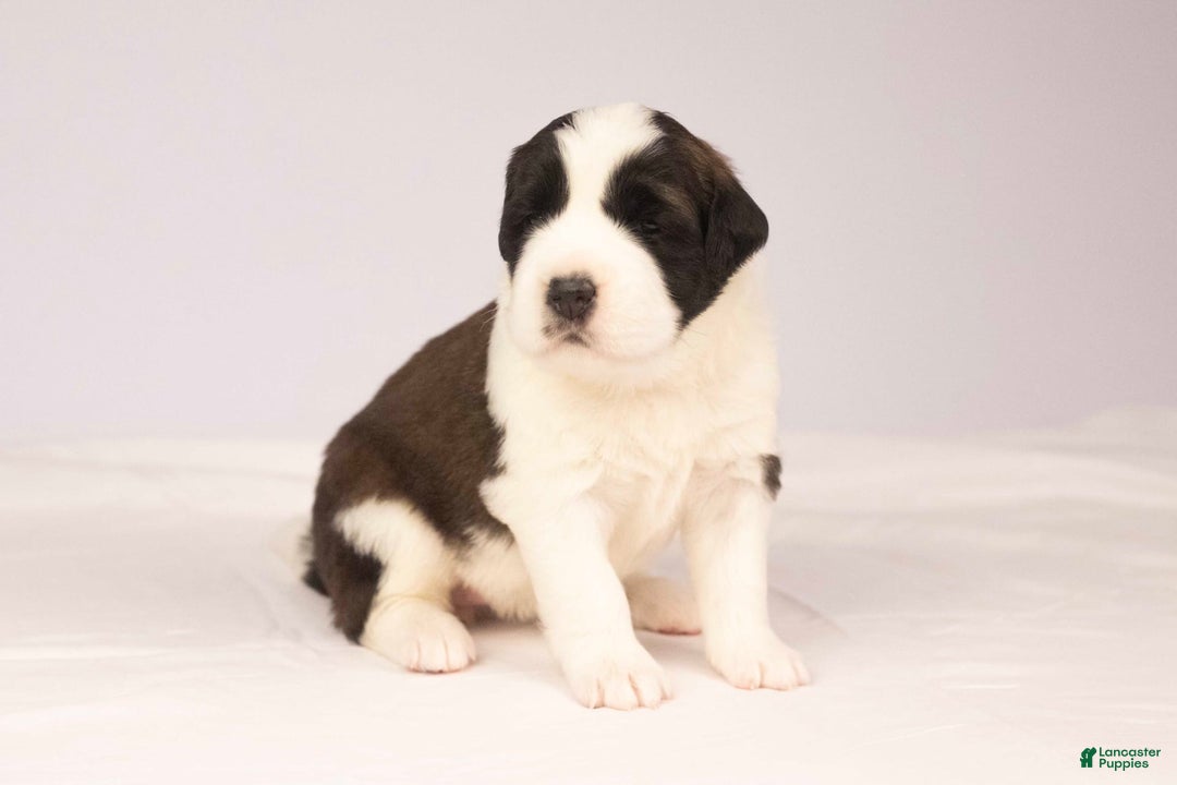Saint Bernard dogs for sale: Holly - Image 4