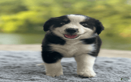 Australian Shepherd dogs for sale: Ziggy - Image 3