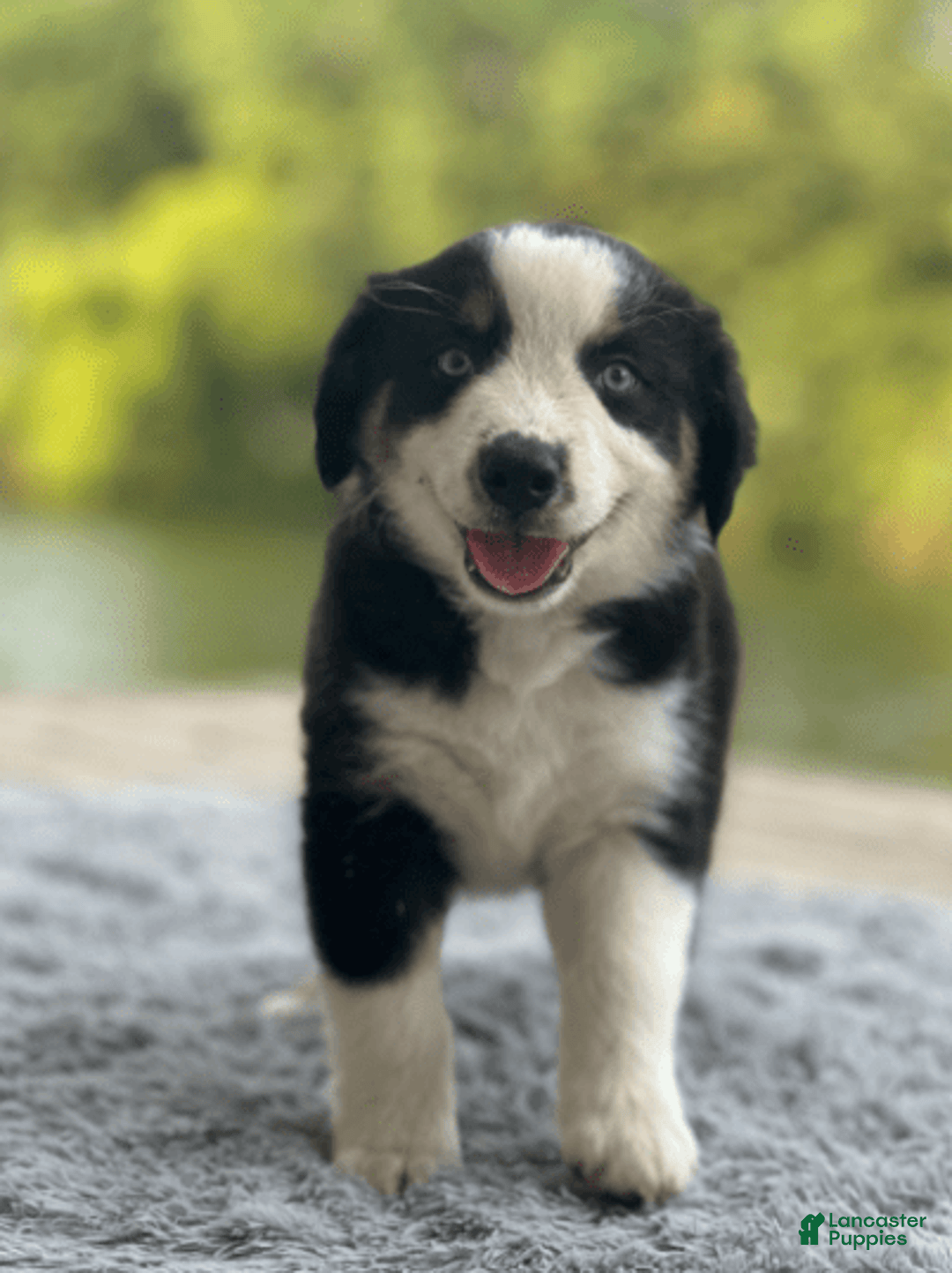 Australian Shepherd dogs for sale: Ziggy - Image 3