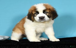 Saint Bernard dogs for sale: Luna - Image 3