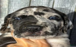 Great Dane dogs for sale: Great Dane 5 puppies - Image 9