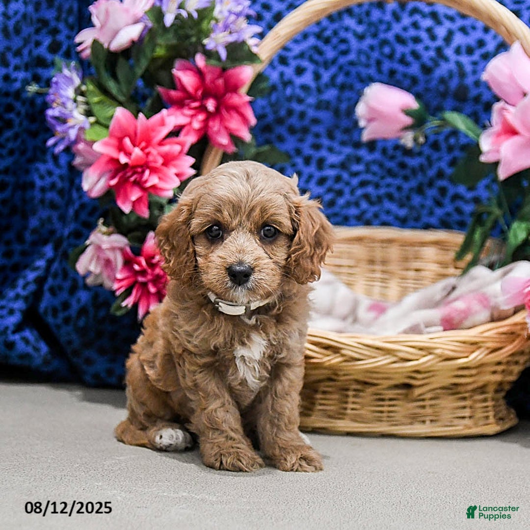 Cavapoo dogs for sale: Brownie - Image 1