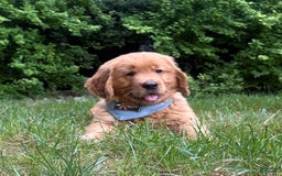 Golden Retriever dogs for sale: Hunter - Image 9