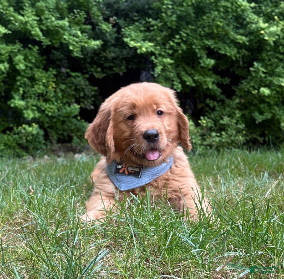Golden Retriever dogs for sale: Hunter - Image 9