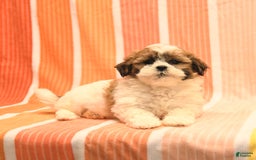 Havanese dogs for sale: Patrick - Image 3