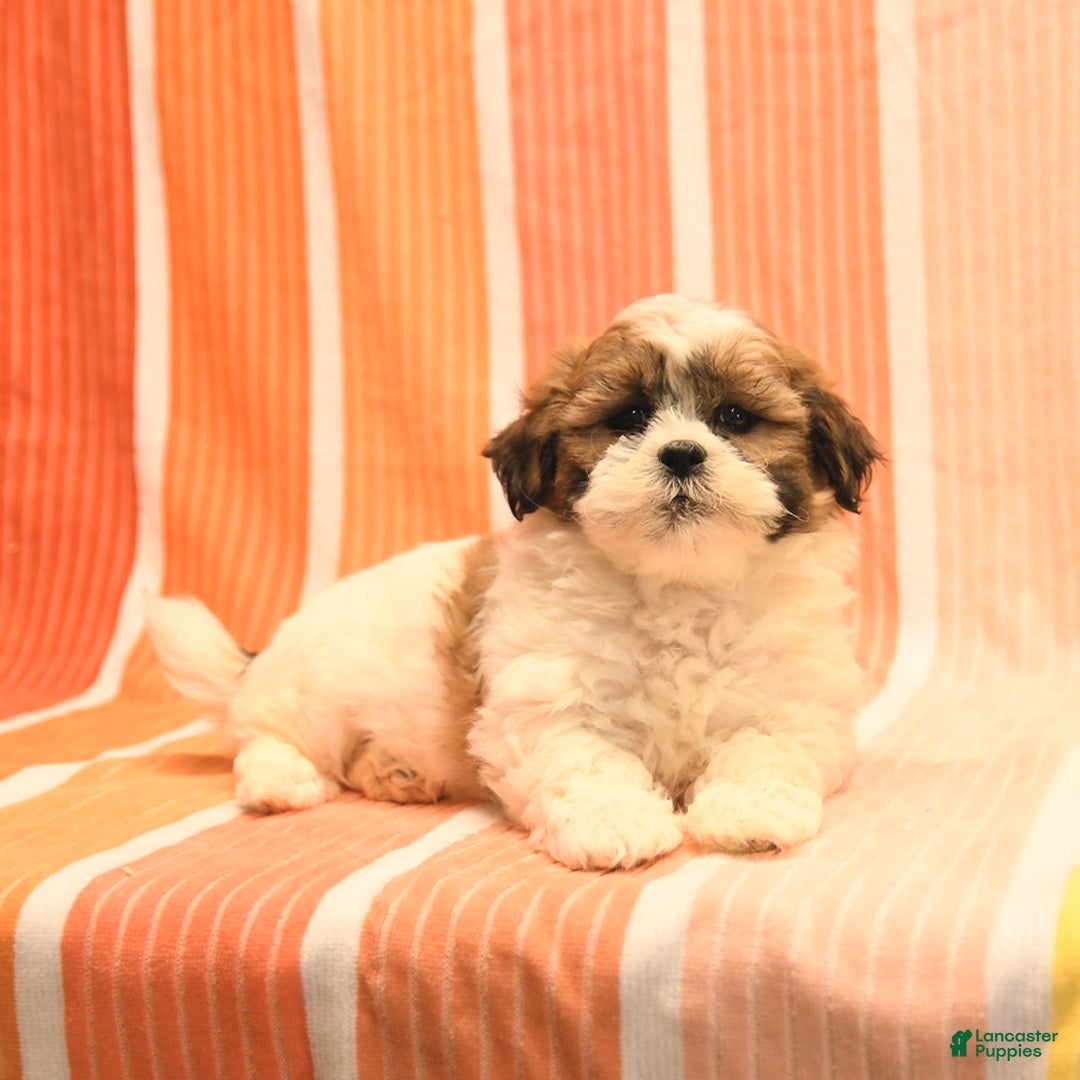 Havanese dogs for sale: Patrick - Image 3