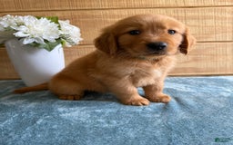 Golden Retriever dogs for sale: Lexi - Image 10