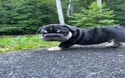 French Bulldog dogs for sale: French Bulldog 6 puppies - Image 3