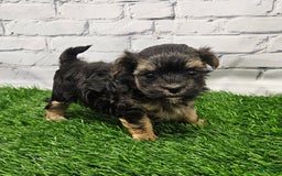 Morkie dogs for sale: Chet - Image 2