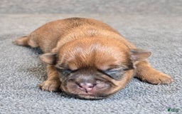 Shorkie dogs for sale: Parker - Image 9