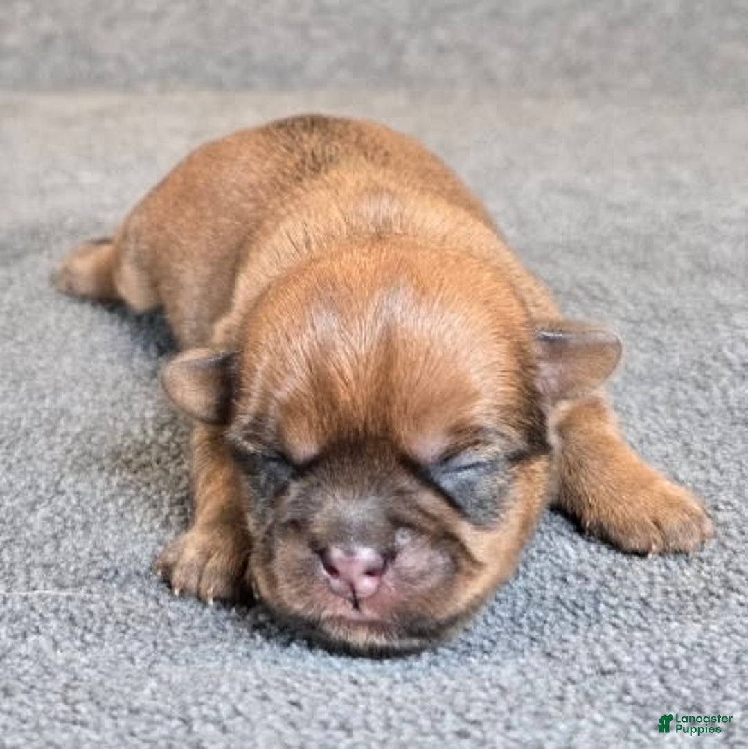 Shorkie dogs for sale: Parker - Image 9