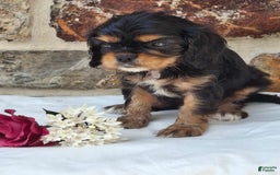 Cavalier King Charles Spaniel dogs for sale: Sweetie - Image 7