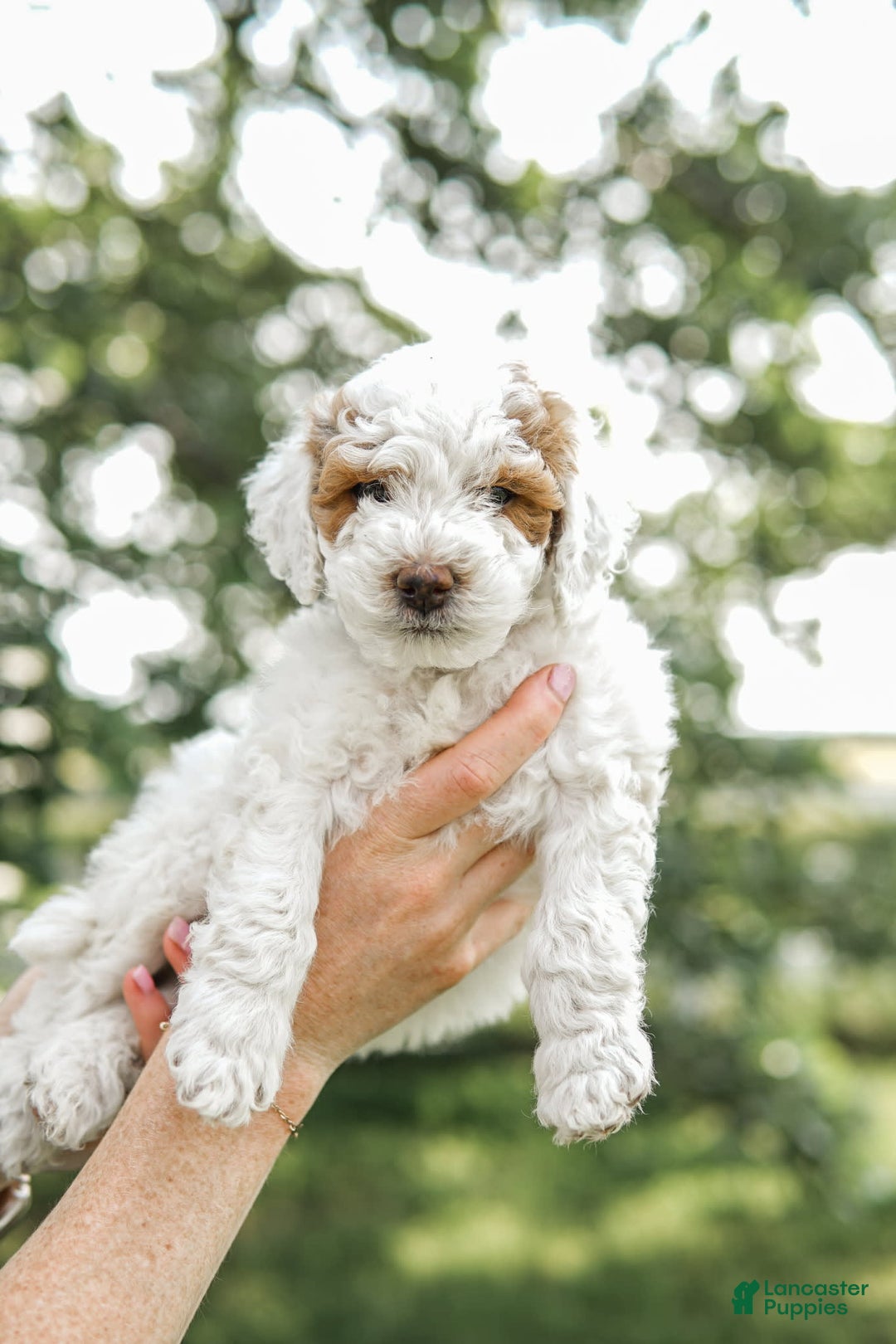 Mini Goldendoodle dogs for sale: Black Collar - Image 4