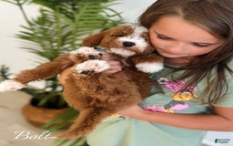 Mini Goldendoodle dogs for sale: Petite Bolt - Image 5