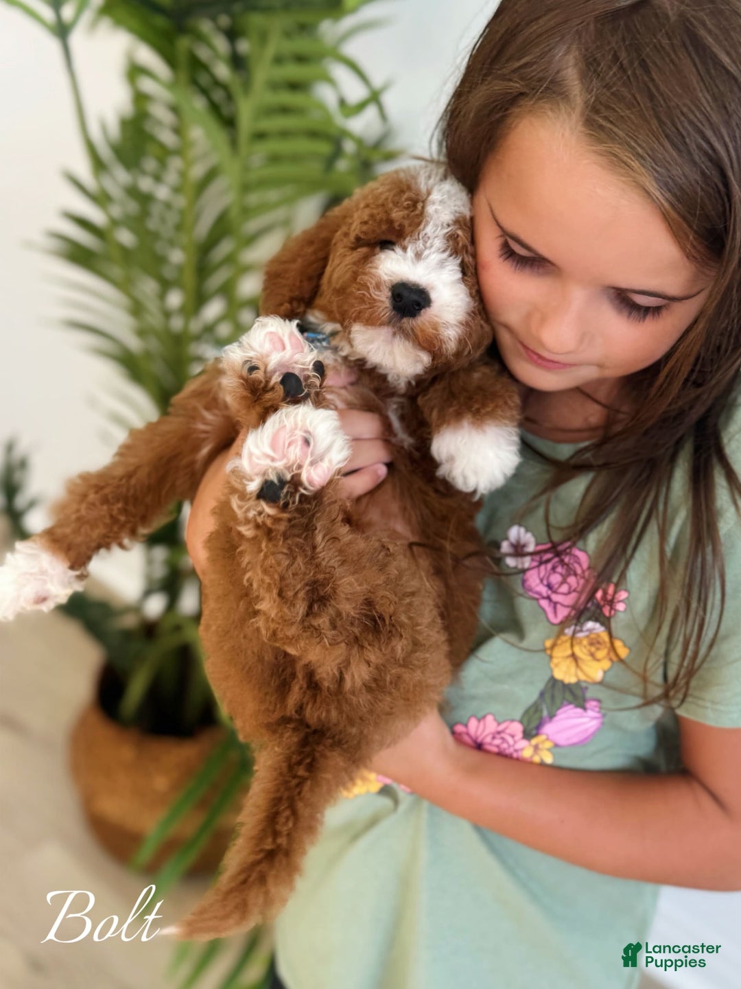 Mini Goldendoodle dogs for sale: Petite Bolt - Image 5
