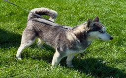 Siberian Husky dogs for sale: Cassandra - Image 10