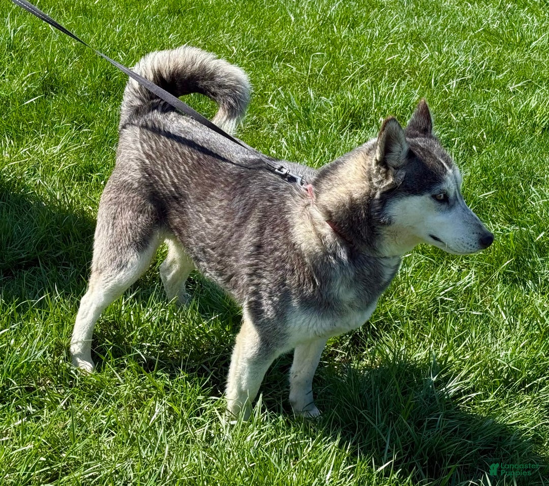 Siberian Husky dogs for sale: Cassandra - Image 10