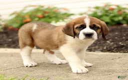 Saint Bernard dogs for sale: Chester - Image 3