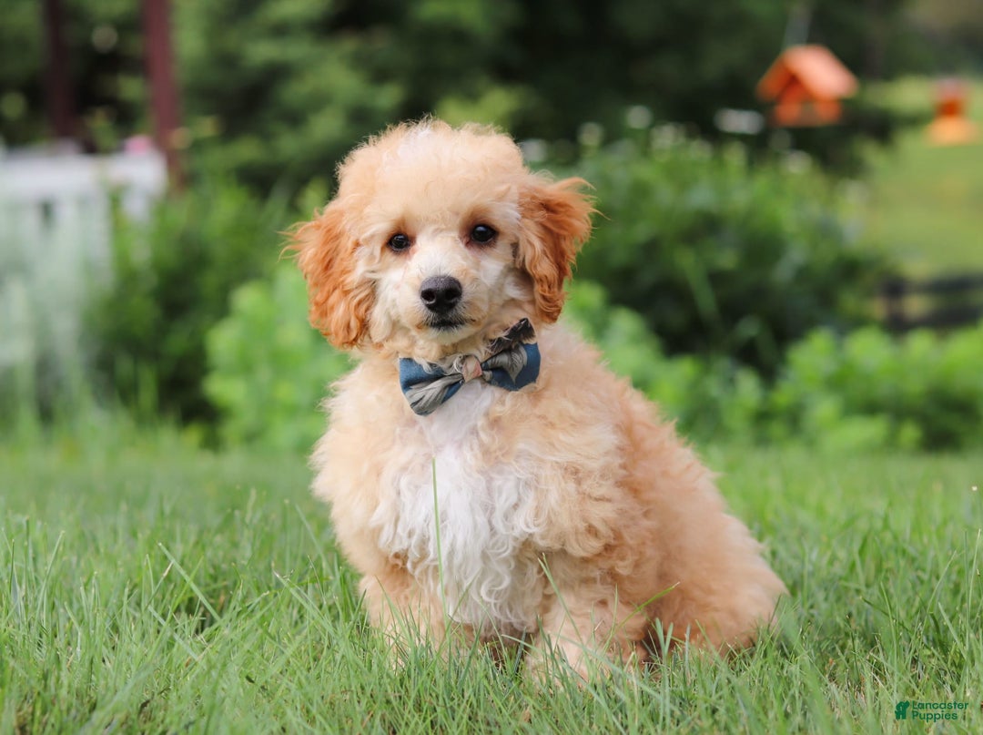 Miniature Poodle dogs for sale: Jazz - Image 13