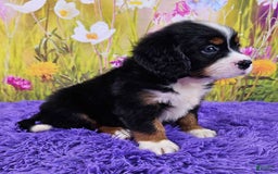 Miniature Bernese Mountain Dog dogs for sale: Apollo - Image 4