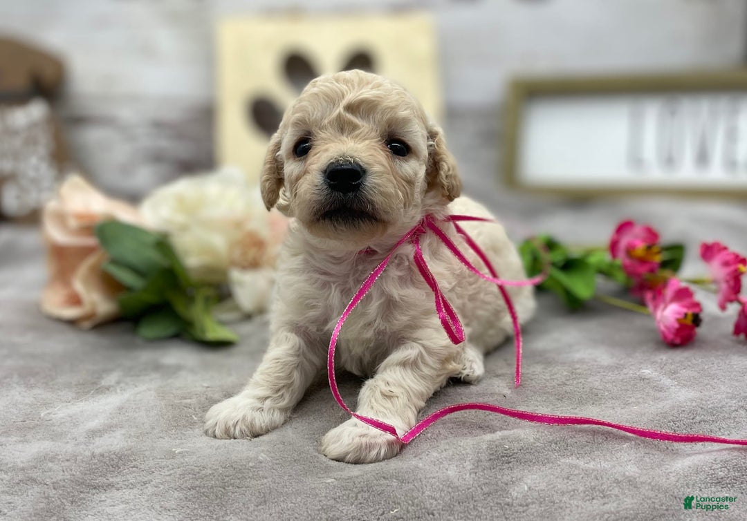 Miniature Poodle dogs for sale: Trixy - Image 4