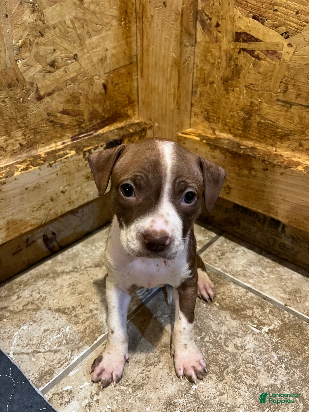 American Staffordshire Terrier dogs for sale: Lady - Image 1