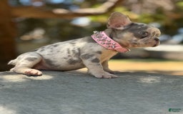 French Bulldog dogs for sale: Pinky - Image 2